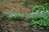 anemone blanda